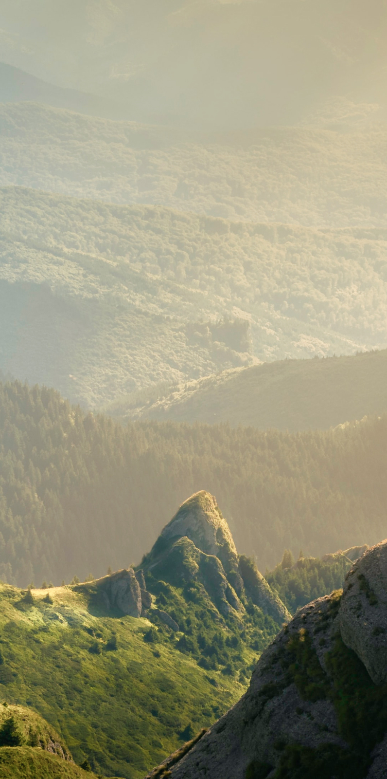 History of the La Moena brand